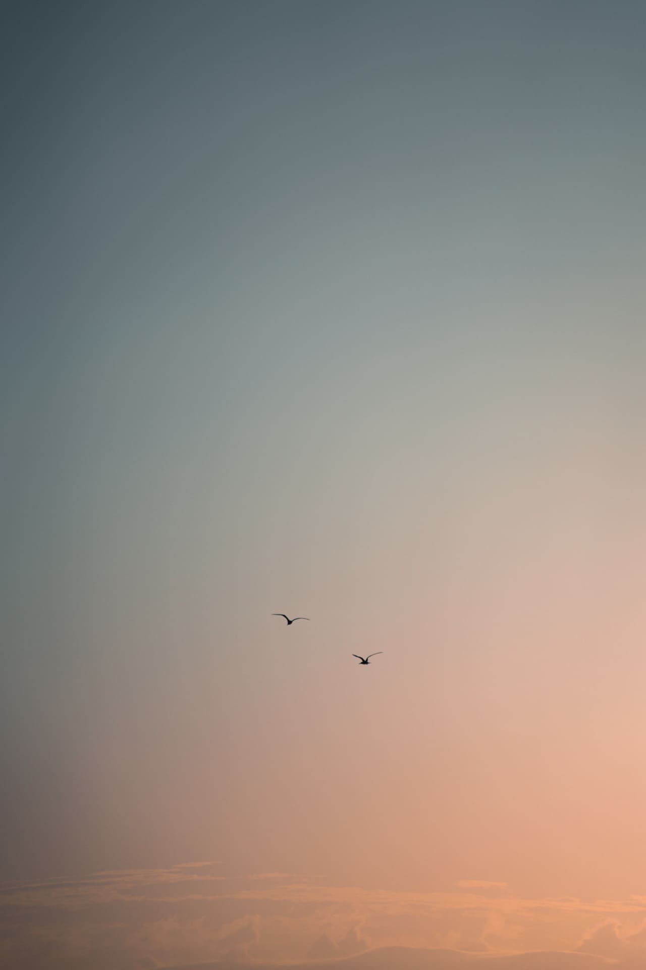 coastal birds fly high in nostalgic sunset sky