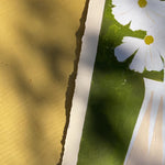 Garden Cosmos in white and pink modern stripe vase with thick brushstroke green background.